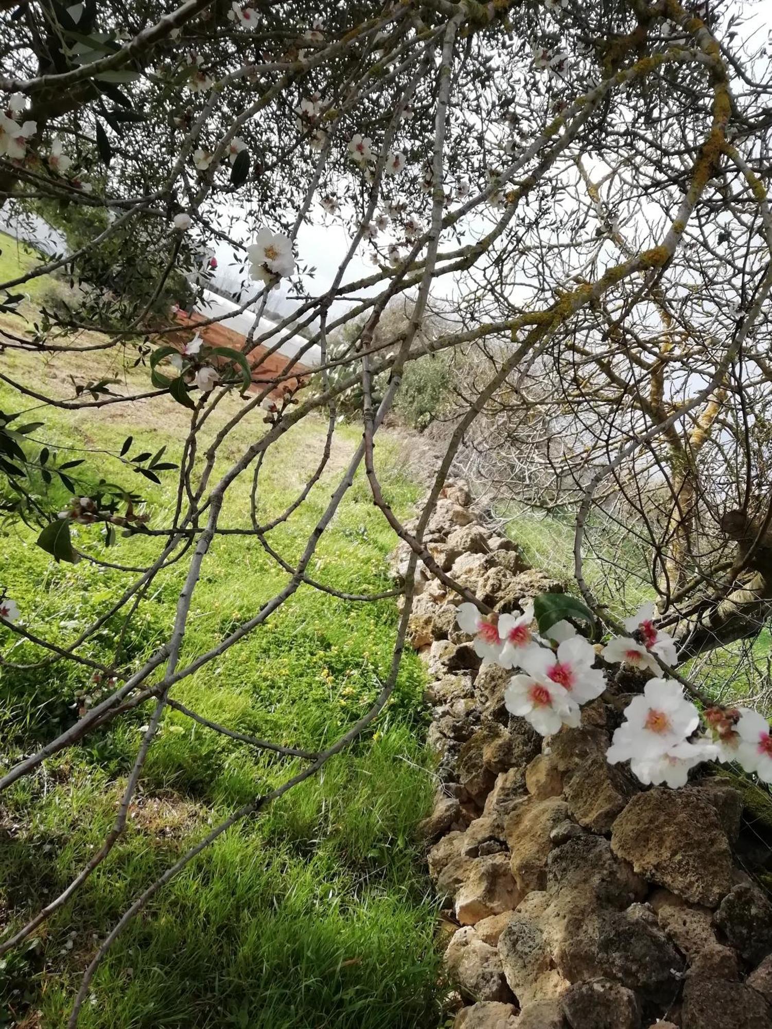 El Matorral Panzió Alghero Kültér fotó
